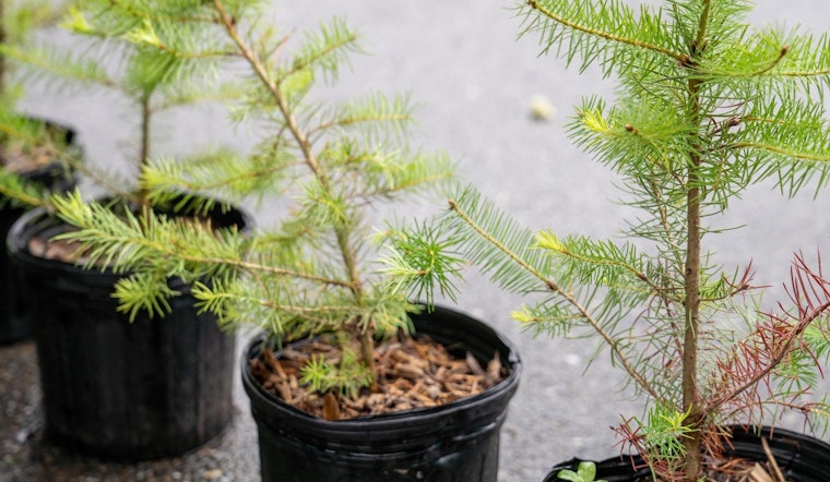 Tacoma City Council Approves Expansion of Urban Forestry Program to Foster Sustainability and Public Health