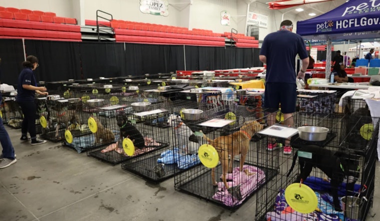 Tampa Bay Area Gears Up for 3rd Annual Mega Dog Adoption Event at Florida Strawberry Festival Fairgrounds
