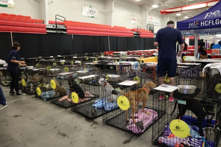 Tampa Bay's 3rd Annual Mega Dog Adoption Event to Welcome Over 300 Dogs at Florida Strawberry Festival Fairgrounds