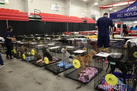 Tampa Bay's 3rd Annual Mega Dog Adoption Event to Welcome Over 300 Dogs at Florida Strawberry Festival Fairgrounds