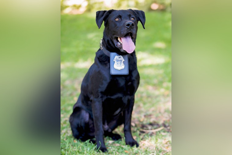 Tampa Police Department Honors Legacy of Retired K9 Hero Kilo Following His Passing at 15