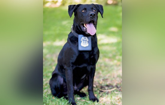 Tampa Police Department Honors Legacy of Retired K9 Hero Kilo Following His Passing at 15