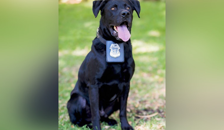 Tampa Police Department Honors Legacy of Retired K9 Hero Kilo Following His Passing at 15