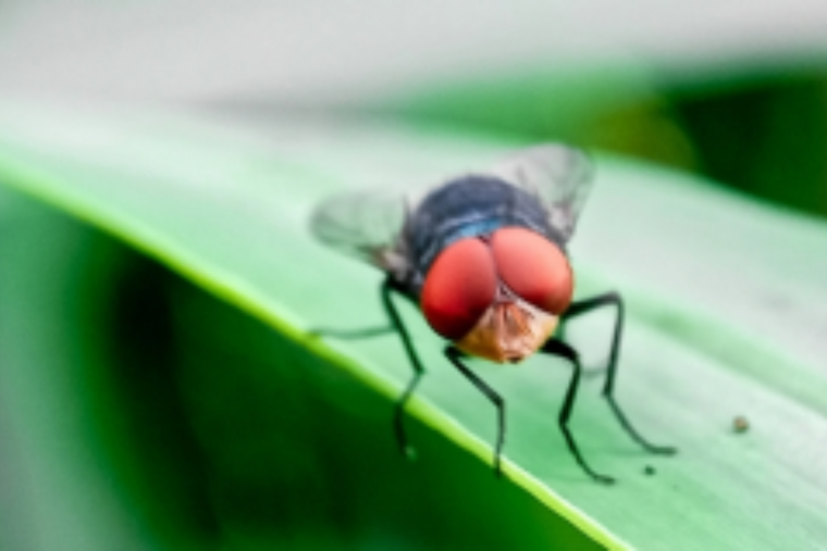 Tennessee Veterinarian Alerts Owners to Invasive Screwworm Threat Following Mexico Detections