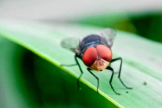 Tennessee Veterinarian Alerts Owners to Invasive Screwworm Threat Following Mexico Detections
