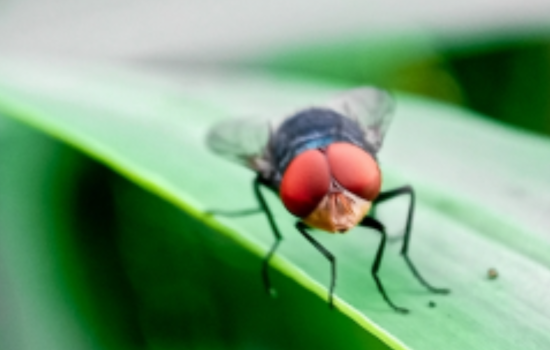 Tennessee Veterinarian Alerts Owners to Invasive Screwworm Threat Following Mexico Detections
