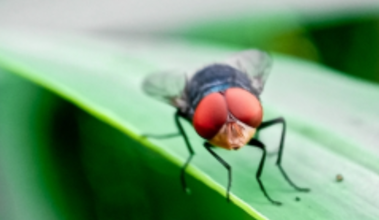 Tennessee Veterinarian Alerts Owners to Invasive Screwworm Threat Following Mexico Detections