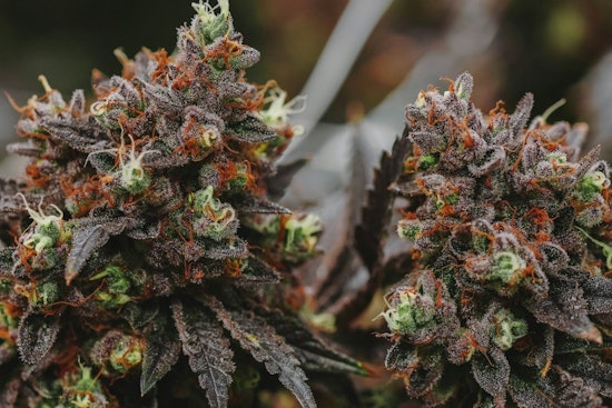 Texas Lawmakers Clash Over Senate's Restrictive Amendment to Medical Marijuana Bill HB 46