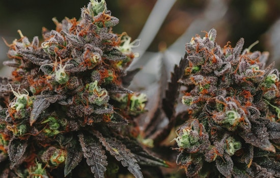 Texas Lawmakers Clash Over Senate's Restrictive Amendment to Medical Marijuana Bill HB 46