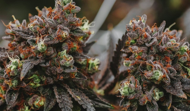 Texas Lawmakers Clash Over Senate's Restrictive Amendment to Medical Marijuana Bill HB 46