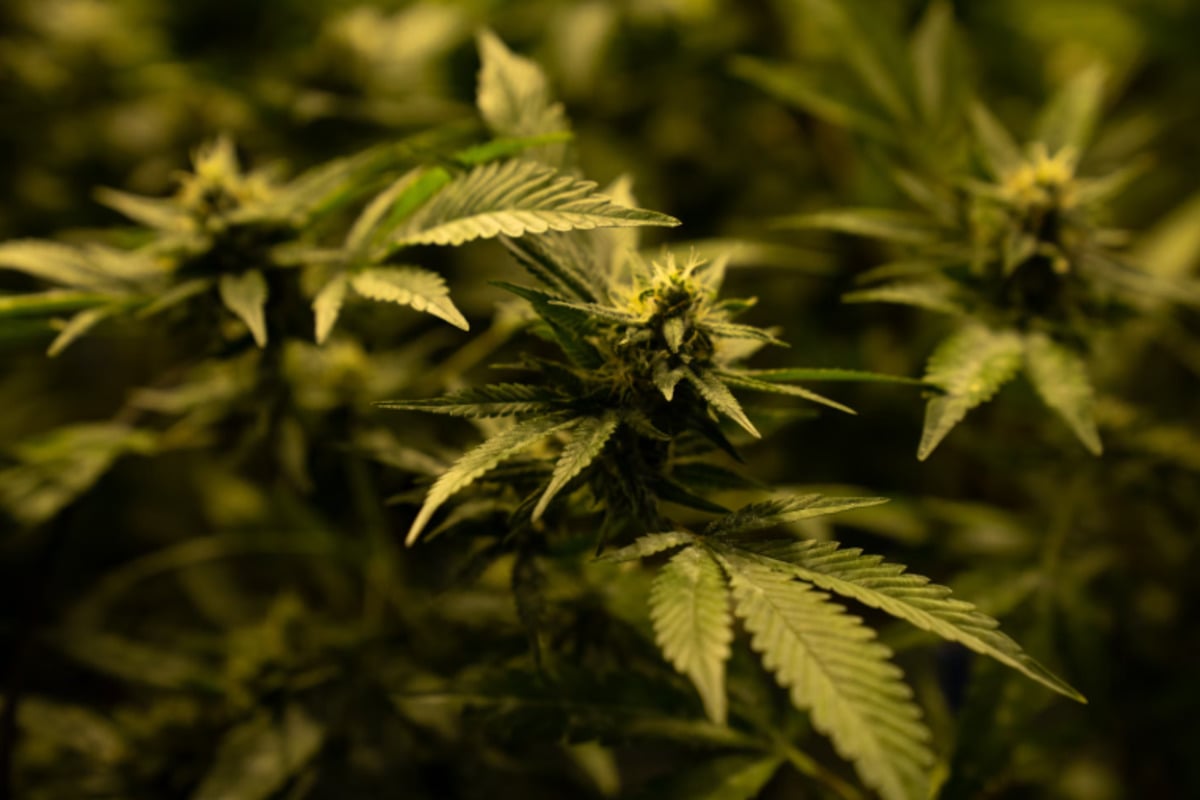 Texas THC Industry Braces as Senate Bill 3 Threatens Economic and Social Fallout, Eyes on Governor Abbott's Decision