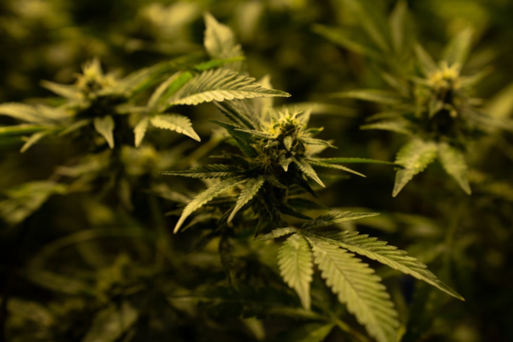 Texas THC Industry Braces as Senate Bill 3 Threatens Economic and Social Fallout, Eyes on Governor Abbott's Decision