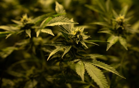 Texas THC Industry Braces as Senate Bill 3 Threatens Economic and Social Fallout, Eyes on Governor Abbott's Decision