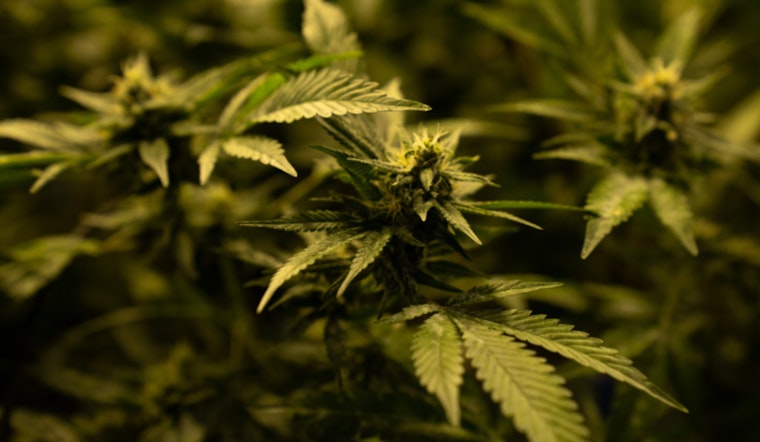 Texas THC Industry Braces as Senate Bill 3 Threatens Economic and Social Fallout, Eyes on Governor Abbott's Decision