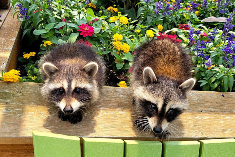 Trio of Baby Raccoons Rescued from Chase Center Wall in San Francisco
