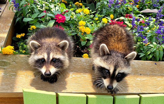 Trio of Baby Raccoons Rescued from Chase Center Wall in San Francisco