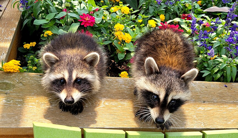 Trio of Baby Raccoons Rescued from Chase Center Wall in San Francisco