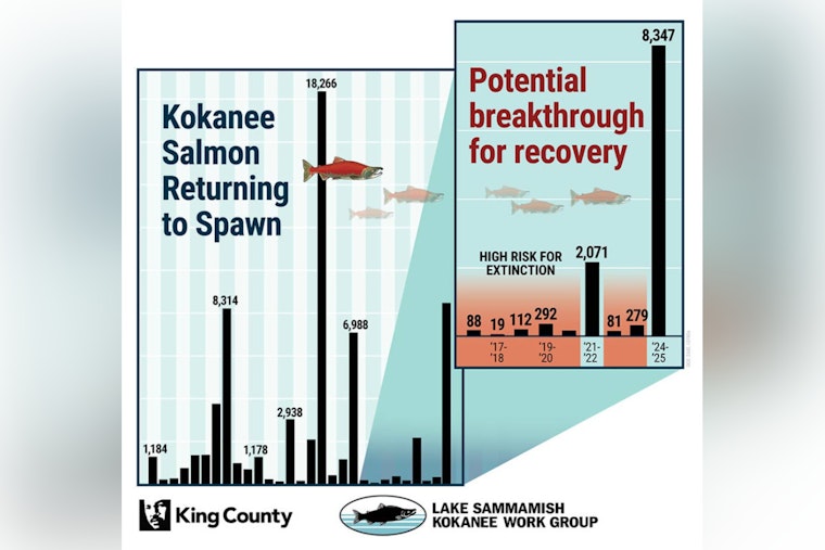 Triumphant Return: Lake Sammamish's Kokanee Salmon Numbers Soar to Second-Highest Ever Recorded