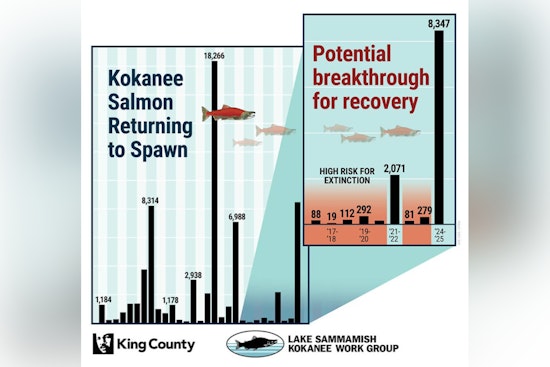 Triumphant Return: Lake Sammamish's Kokanee Salmon Numbers Soar to Second-Highest Ever Recorded