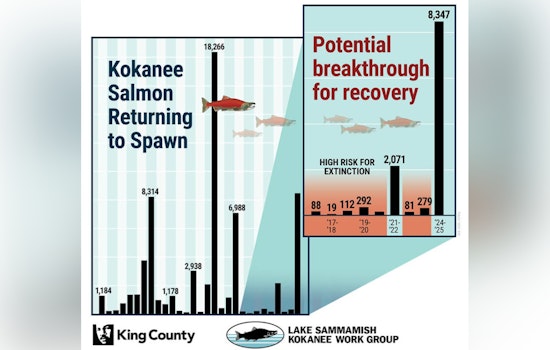 Triumphant Return: Lake Sammamish's Kokanee Salmon Numbers Soar to Second-Highest Ever Recorded