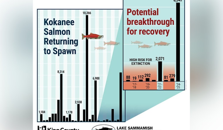 Triumphant Return: Lake Sammamish's Kokanee Salmon Numbers Soar to Second-Highest Ever Recorded