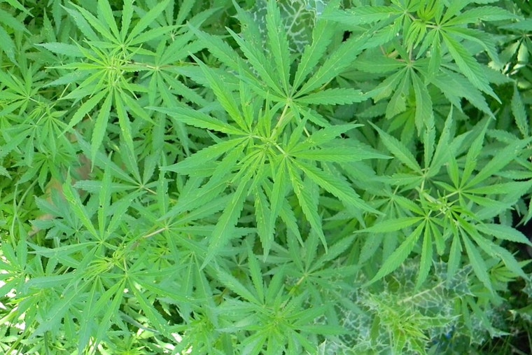 UC San Francisco Study Links Cannabis Use to Cardiovascular Risks Comparable to Tobacco