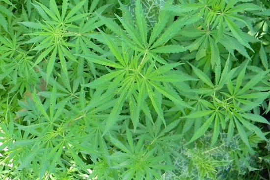 UC San Francisco Study Links Cannabis Use to Cardiovascular Risks Comparable to Tobacco