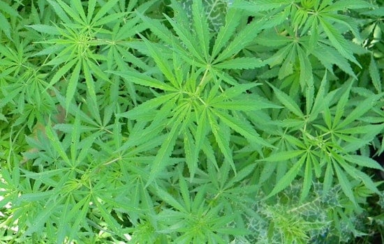 UC San Francisco Study Links Cannabis Use to Cardiovascular Risks Comparable to Tobacco