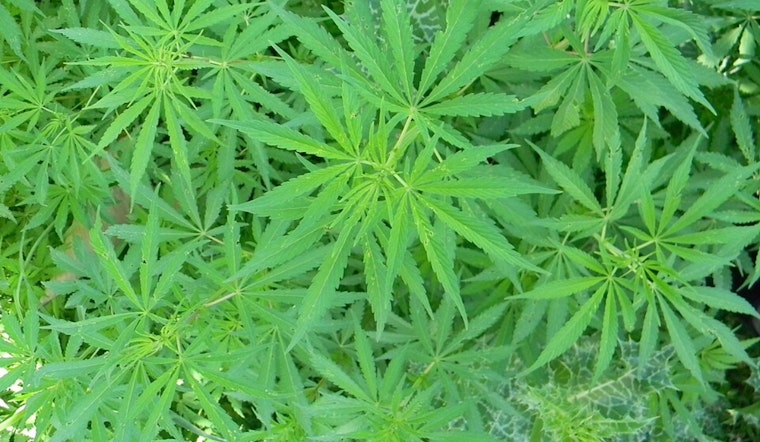 UC San Francisco Study Links Cannabis Use to Cardiovascular Risks Comparable to Tobacco