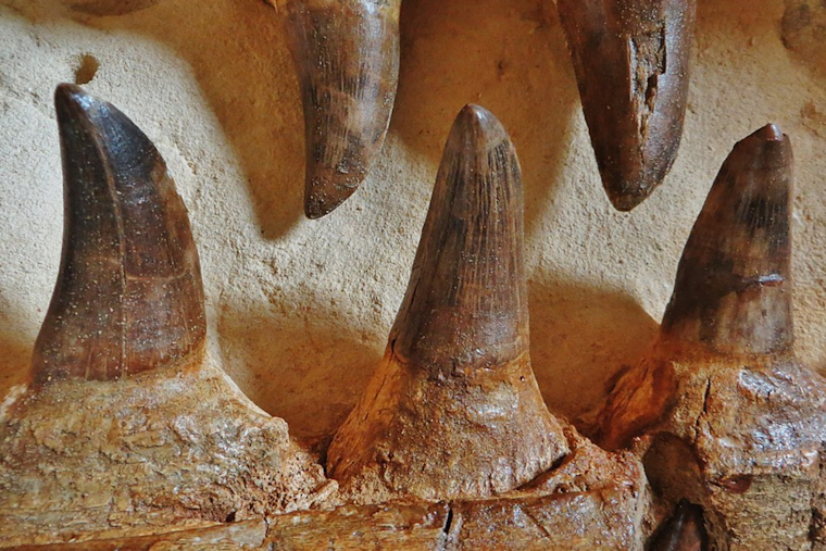 University of Cincinnati's Takuya Konishi Delves Into Controversial Mosasaur Fossil Debate