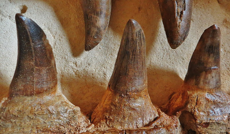 University of Cincinnati's Takuya Konishi Delves Into Controversial Mosasaur Fossil Debate