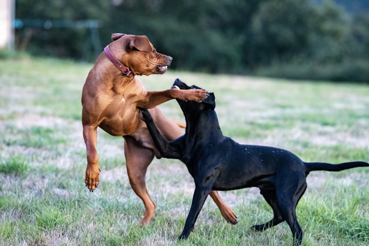Upper West Side Community Calls for Action After Repeat Dog Attacks Raise Safety Concerns