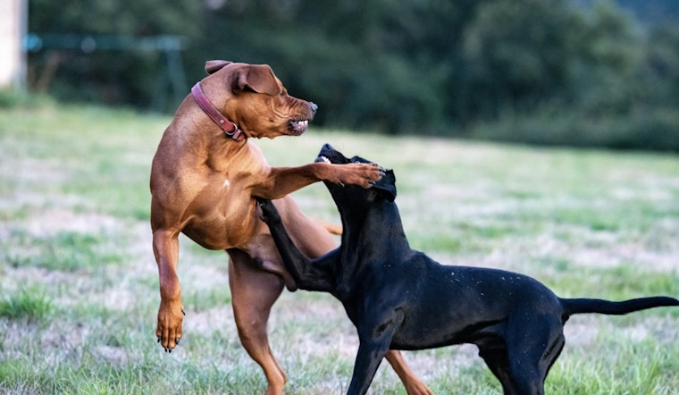 Upper West Side Community Calls for Action After Repeat Dog Attacks Raise Safety Concerns