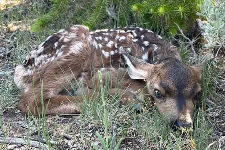 Utah Wildlife Experts Caution Against Disturbing Baby Deer and Elk in the Wild
