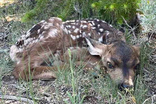 Utah Wildlife Experts Caution Against Disturbing Baby Deer and Elk in the Wild