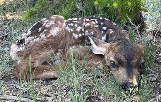 Utah Wildlife Experts Caution Against Disturbing Baby Deer and Elk in the Wild