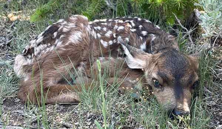 Utah Wildlife Experts Caution Against Disturbing Baby Deer and Elk in the Wild