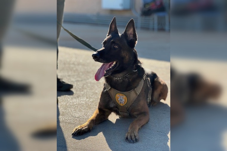 Waco K9 Officer Andor Shot During Domestic Disturbance Response