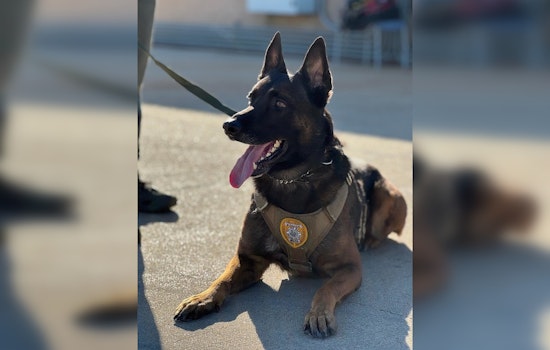 Waco K9 Officer Andor Shot During Domestic Disturbance Response