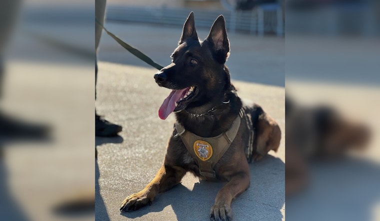 Waco K9 Officer Andor Shot During Domestic Disturbance Response