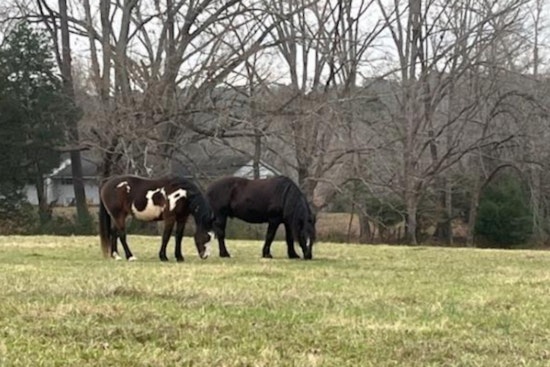 Wake County and Triangle Land Conservancy Secure Future of 40-Acre Walton Farm with Conservation Easement