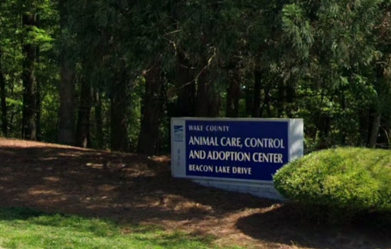 Wake County Animal Center Implements Age Restriction on Adoption Floor to Foster Calmer Environment