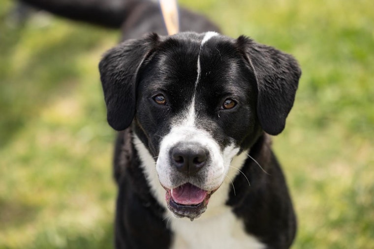 Wake County Animal Center Slashes Adoption Fees to $25 for Rescue Dogs on National Rescue Dog Day