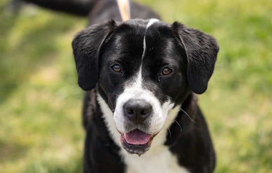 Wake County Animal Center Slashes Adoption Fees to $25 for Rescue Dogs on National Rescue Dog Day