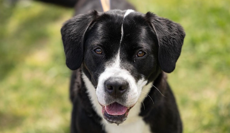 Wake County Animal Center Slashes Adoption Fees to $25 for Rescue Dogs on National Rescue Dog Day