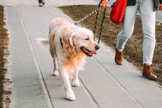 Wake Forest Calls on Dog Owners to Respect Leash Laws Amid Rising Complaints of Unrestrained Pets