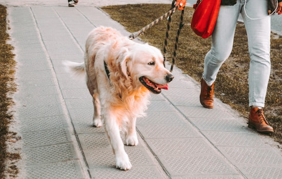 Wake Forest Calls on Dog Owners to Respect Leash Laws Amid Rising Complaints of Unrestrained Pets