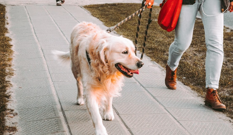 Wake Forest Calls on Dog Owners to Respect Leash Laws Amid Rising Complaints of Unrestrained Pets