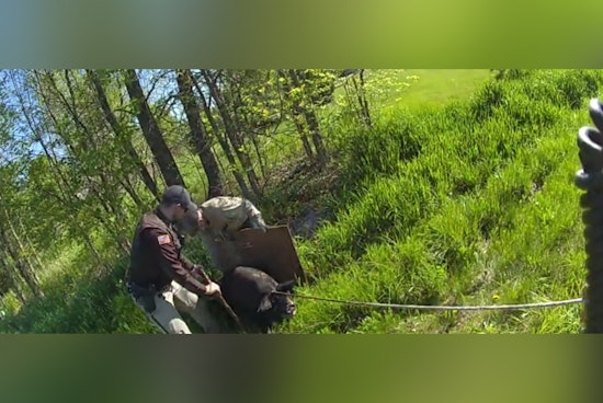 Washington County Deputies Engage in "Hoof Pursuit" to Wrangle Escaped Pig in Town of Wayne