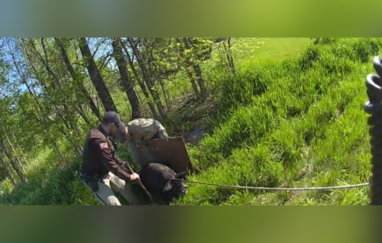 Washington County Deputies Engage in "Hoof Pursuit" to Wrangle Escaped Pig in Town of Wayne